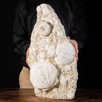 Fossiele schelpen van Saint-Jacques - Frankrijk - De