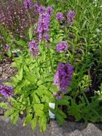 Stachys monieri Hummelo en officinalis Ukkie  andoorn, Ophalen of Verzenden, Zomer, Vaste plant, Volle zon