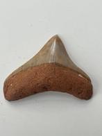 Megalodon tand 5,4 cm - Fossiele tand - Carcharocles, Verzamelen, Nieuw