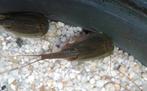 Triops Australiensis eitjes capsule