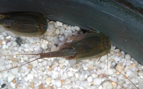 Triops Australiensis eitjes capsule, Dieren en Toebehoren, Insecten en Spinnen