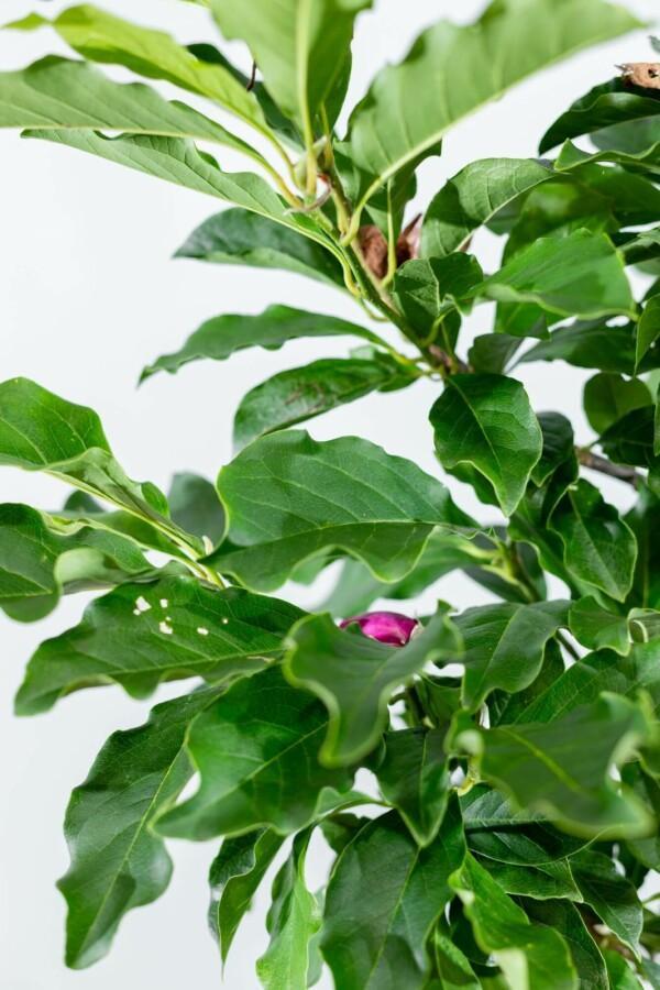Magnolia Susan halfstam, Tuin en Terras, Planten | Tuinplanten