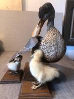 Eend Taxidermie volledige montage - canad - 0 mm - 0 mm - 0, Nieuw