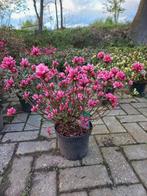 Azalea Japonica Silvester Roze, Tuin en Terras, Planten | Bomen, Ophalen