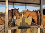 Rusthuis Paarden en Ponys, Diensten en Vakmensen, Dieren | Paarden | Verzorging, Oppas en Les