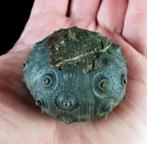 Indrukwekkende zee-egel!!! - Uitzonderlijke grootte, 43, Verzamelen