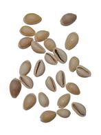 Cypraea Annulus schelpen Creme Naturel 35 gram, Ophalen of Verzenden, Nieuw