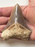 Megalodon tand 9,5 cm - Fossiele tand - Carcharocles