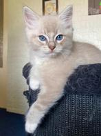 De liefste ragdoll kittens, met stamboom, ouders getest, Kater, Ontwormd, 0 tot 2 jaar