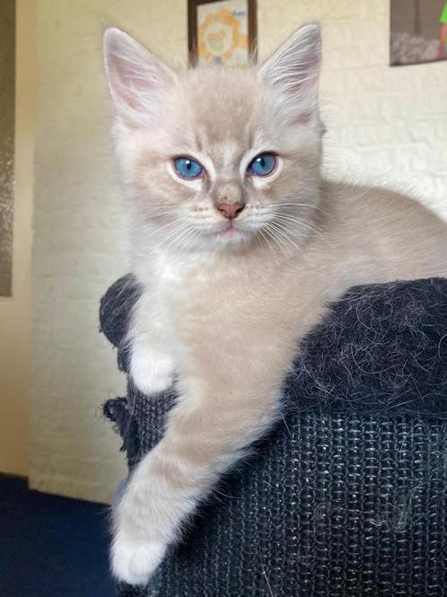 De liefste ragdoll kittens, met stamboom, ouders getest, Dieren en Toebehoren, Katten en Kittens | Raskatten | Langhaar, Kater