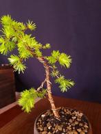 Larix Bonsai – Geen veilingprijs - Hoogte (boom): 23 cm -