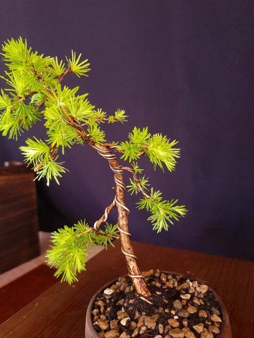 Larix Bonsai – Geen veilingprijs - Hoogte (boom): 23 cm -, Antiek en Kunst, Curiosa en Brocante