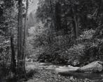 Ansel Adams (1902-1984) - Tenaya Creek, Dogwood, Rain
