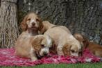 Engelse Cocker Spaniel Pups met Stamboom van Geteste Ouders., Dieren en Toebehoren, Nederland, Parvo, 8 tot 15 weken, Meerdere