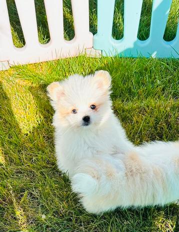 Mega mooie MALTIPOM pups , maltezer x pomeranian beschikbaar voor biedingen