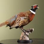 Fazant Taxidermie Opgezette Dieren By Max, Ophalen of Verzenden, Nieuw, Vogel, Opgezet dier