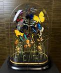 Vlinders in Antieke Stolp Taxidermie Opgezette Dieren By Max