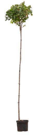 Bol veldesdoorn 220 cm stamhoogte Acer campestre Nanum 262,5, Verzenden