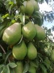 Fruitboom: Peren&Appel en Pruimenbomen