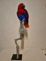 Papegaai Taxidermie volledige montage - Eclectus roratus -, Nieuw