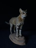 African Wild Cat Taxidermie volledige montage - Felis lybica, Nieuw