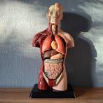 Anatomisch model - Plastic - Eind 20e eeuw