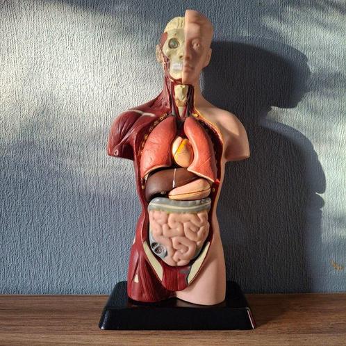 Anatomisch model - Plastic - Eind 20e eeuw, Antiek en Kunst, Antiek | Wandborden en Tegels