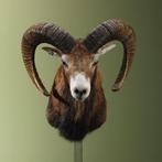 Moeflon Taxidermie Opgezette Dieren By Max, Ophalen of Verzenden, Nieuw, Wild dier, Opgezet dier