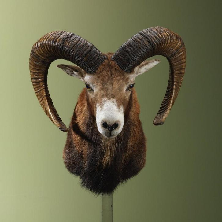 Moeflon Taxidermie Opgezette Dieren By Max, Verzamelen, Dierenverzamelingen, Opgezet dier, Nieuw, Wild dier, Ophalen of Verzenden