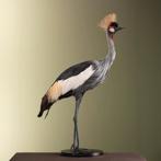 Grijze Kroonkraanvogel Taxidermie Opgezette Dieren By Max, Verzamelen, Dierenverzamelingen, Ophalen of Verzenden, Nieuw, Vogel