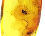 Authentieke Baltische barnsteen met fossiele insecten TWEE
