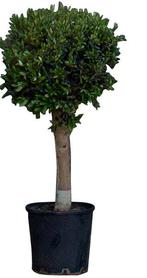 Bol olijfboom Olea europaea 110 cm - Warentuin Natuurlijk, Verzenden