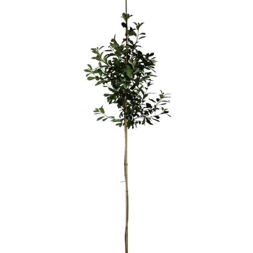 Glansmispel - Photinia fraseri Red Robin - Omtrek: 10-14 cm, Tuin en Terras, Planten | Bomen, Ophalen of Verzenden