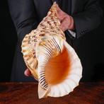 Reusengrootte - Triton zeehuis Zeeschelp - Extra Quality, Nieuw