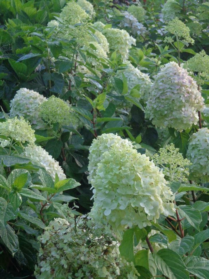 Hydrangea Limelight hortensia pluimhortensia, Tuin en Terras, Planten | Bomen, Halfschaduw, In pot, Minder dan 100 cm, Zomer, Ophalen of Verzenden