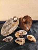 Ammoniet - Fossiele matrix - Mantelliceras - 12.8 cm - 17.2