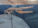 Zeereptiel - Fossiel skelet - Mosasaurus sp. - 5 m