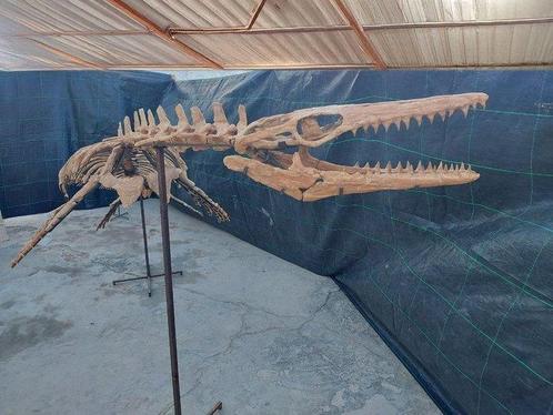 Zeereptiel - Fossiel skelet - Mosasaurus sp. - 5 m, Verzamelen, Mineralen en Fossielen