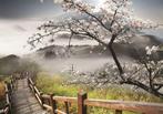 Cherry blossom fotobehang Misty Mountains, Ook op maat!, Ophalen of Verzenden