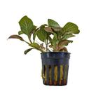 AQUAlook Fittonia Rood in 5 cm pot, Nieuw, Ophalen of Verzenden