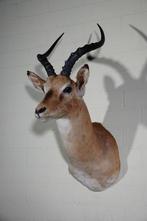Impala Taxidermie wandmontage - Aepyceros melampus - 35 cm -, Verzamelen, Dierenverzamelingen, Nieuw