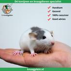 Veel jonge dumbo ratjes! Zeer tam en goed gesocialiseerd!, Dieren en Toebehoren, Knaagdieren, Meerdere dieren, Rat, Tam