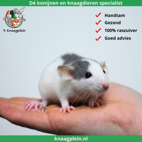 Veel jonge dumbo ratjes! Zeer tam en goed gesocialiseerd!, Dieren en Toebehoren, Knaagdieren, Rat, Meerdere dieren, Tam, Voor 1 juli 2024