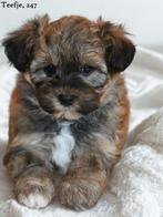 Leuke Gezelschapshondjes., Nederland, Parvo, Overige rassen, 8 tot 15 weken