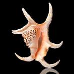 Grote Spider Conch zeeslak Shel Harpago chiragra –, Nieuw