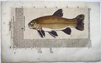 Conrad Gesner [Konrad Gessner] 1516-1565: Fischbuch: Tench, Antiek en Kunst