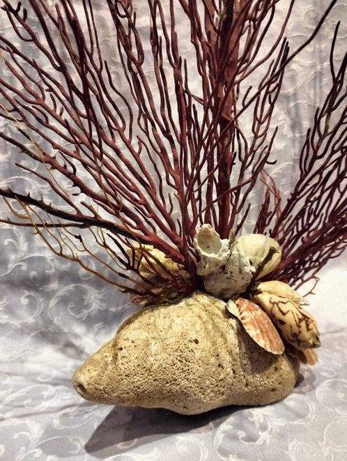 Decoratief ornament (2) - Schelp met koraal, Verzamelen, Dierenverzamelingen