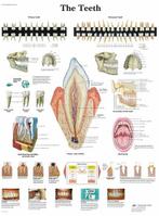 Anatomie poster gebit en tanden (gelamineerd, 50x67 cm) +..., Verzenden, Nieuw