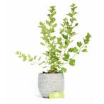 Kruisbes Hinnonmaki Rod, Tuin en Terras, Planten | Fruitbomen, Verzenden, Volle zon