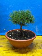 Den bonsai (Pinus) - Hoogte (boom): 25 cm - Diepte (boom):